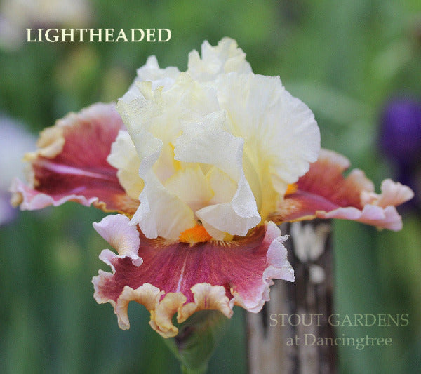 Tall bearded iris 'Lightheaded' shown, a light cream over red falls lined cream, at 'Stout Gardens at Dancingtree'.