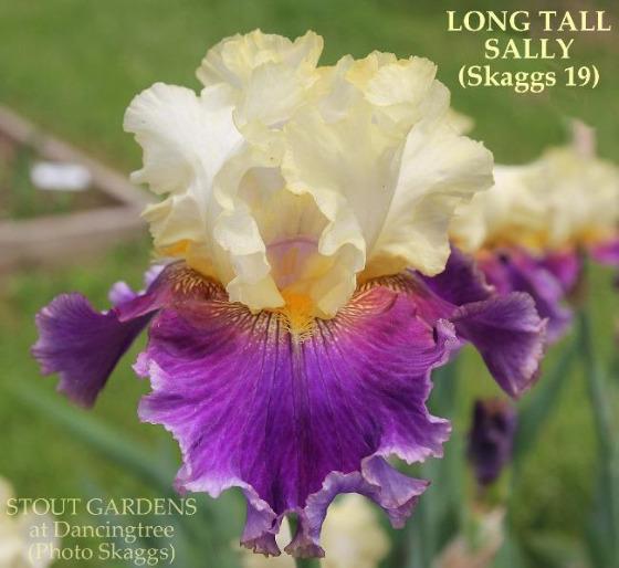 Tall bearded iris 'Long Tall Sally' displaying light yellow and purple flower, available at 'Stout Gardens At Dancingtree'.