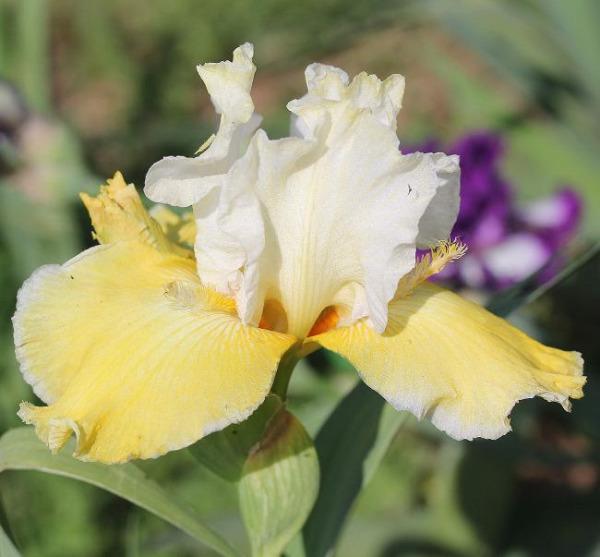 Yellow and white tall bearded iris flower 'Mad About Saffron' showing yellow horns at 'Stout Gardens At Dancingtree'.