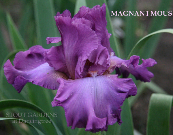 Rose purple tall bearded iris named 'Magnanimous' by Ghio is displayed at 'Stout Gardens At Dancingtree'.