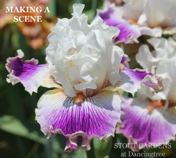 Unique white and purple tall bearded iris 'Making a Scene' at 'Stout Gardens at Dancingtree'.