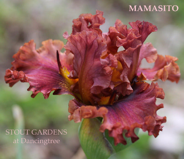 Red-brown tall bearded iris
 flower called 'Mamasito' displaying space-age horns at 'Stout Gardens at Dancingtree'.