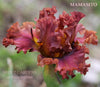 Red-brown tall bearded iris
 flower called 'Mamasito' displaying space-age horns at 'Stout Gardens at Dancingtree'.