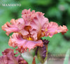 Pinkish red  tall bearded iris flower with 'Mamasito' branding against a blurred green background at 'Stout Gardens At Dancingtree'.