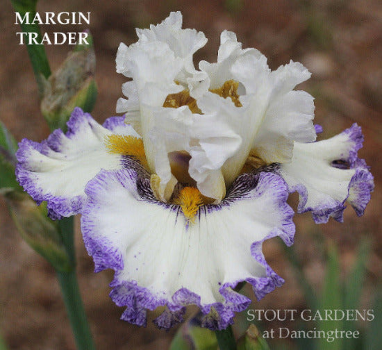  Tall bearded iris 'Margin Trader' is displayed showing white flower with sharp blue-violet plicata pattern at 'Stout Gardens At Dancingtree'.