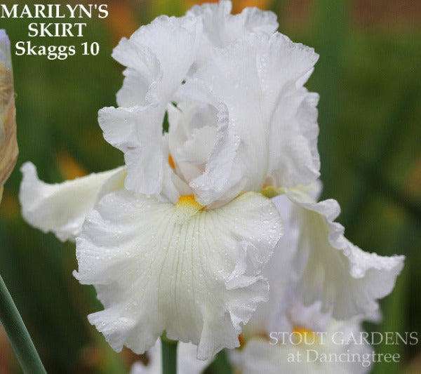 White tall bearded iris flower with text 'Marilyn's Skirt' by Skaggs at 'Stout Gardens at Dancingtree'.