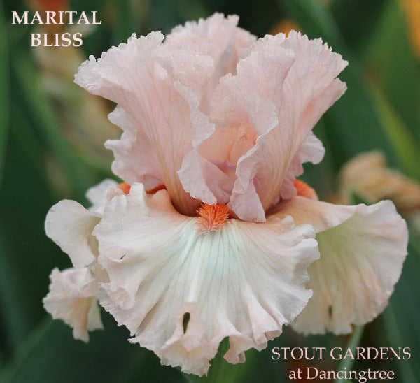 Pink tall bearded iris flower 'Marital Bliss' at 'Stout Gardens at Dancingtree'.