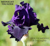 Purple tall bearded iris called 'Midnight Thunder' with horns at 'Stout Gardens at Dancingtree'.