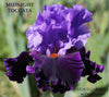 Purple tall bearded iris flower with 'Midnight Toccata' text and 'Stout Gardens at Dancingtree' branding.