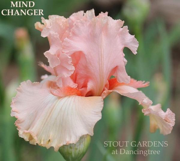 Pink tall bearded iris and space-age flower called 'MIND CHANGER' at 'STOUT GARDENS at Dancingtree'.