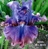 Purple iris flower 'MISS MA MOO' at Burseen.