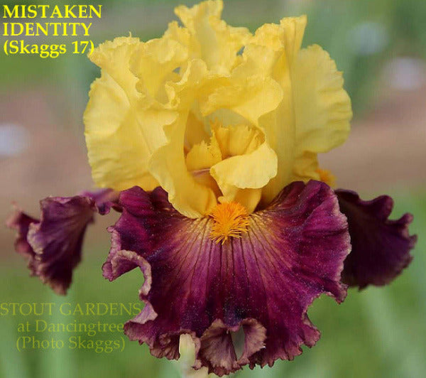 Yellow and red purple bi-colored tall bearded iris flower available at 'Stout Gardens At Dancingtree'.