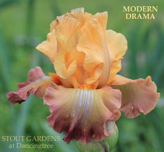 'Modern Drama' pictured, a orange and rose purple tall bearded iris, at 'Stout Gardens at Dancingtree'.