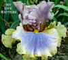 Colorful  tall bearded iris flower with 'My Life Matters' text and 'Photo Burseen' credit.