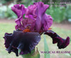 Close-up of the tall bearded iris 'Magical Realism' at 'Stout Gardens at Dancingtree' displaying light over dark purple bi-tone with red orange beards. 