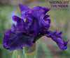 Dark purple tall bearded iris flower with 'Midnight Thunder' text and 'Stout Gardens at Dancingtree' branding.