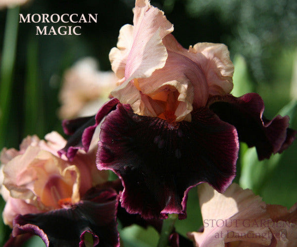  tall bearded iris 'MOROCCAN MAGIC' close-up displaying light pink over dark red purple falls with pink edge at 'Stout Gardens At Dancingtree'.