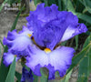 Blue  tall bearded iris flower with a yellow beard in a garden setting at 'tout Gardens At Dancingtree'.
