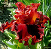 A close-up image of a red tall bearded iris flower called 'Nebraska Dawn'.