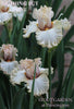 A stalk of light pink and white space-age tall bearded iris 'Nothing But Love' is seen at 'Stout Garden at Dancingtree'.
