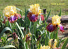 Multicolored tall bearded irises in 'Stout Gardens' called  'Not a Clue'.