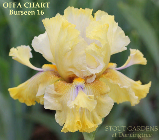 Yellow tall bearded iris flower 'Offa Chart'  by Burseen is seen with long, space-age flounces at 'Stout Gardens at Dancingtree'.
