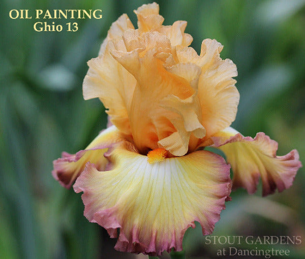 Close-up of 'Oil Painting', an orange, white and purple edged tall bearded iris flower at 'Stout Gardens at Dancingtree'. 
