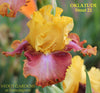 Yellow and purple tall bearded iris flower 'OKLATUDE Stout 21' shown at 'Stout Gardens At Dancingtrree'.