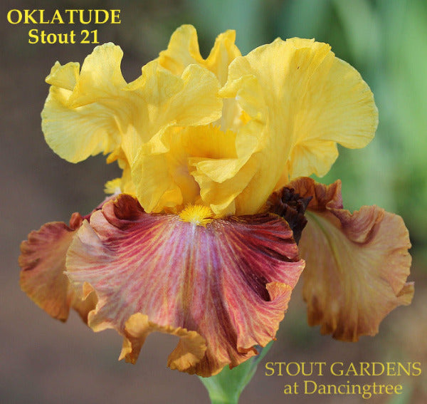 Yellow and pink tall bearded iris flower 'Oklatude' by Stout, shown at'Stout Gardens at Dancingtree'.