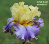 Multicolored tall bearded iris flower with text 'ONE BAD HOMBRE' and 'STOUT GARDENS at Dancingtree' on a blurred green background.