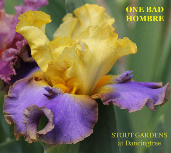 Yellow, blue violet tall bearded iris flower  'ONE BAD HOMBERE' is displayed at 'STOUT GARDENS at Dancingtree' showing space-age horns.
