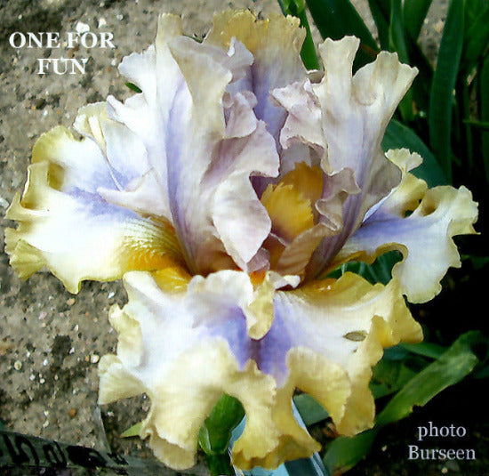 Close-up of a multicolored iris flower with 'ONE FOR FUN' text and 'photo Burseen' credit.