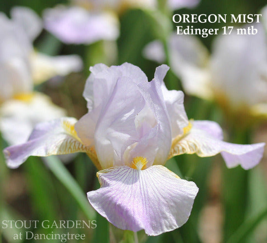 Miniature tall bearded iris 'Oregon Mist' at 'Stout Gardens At Dancingtree'.