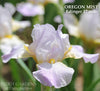 Miniature tall bearded iris 'Oregon Mist' at 'Stout Gardens At Dancingtree'.