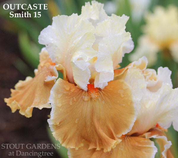 Close-up of  peach and white tall bearded iris flower 'Outcaste' by Marky Smith at "stout Gardens At Dancingtree'.