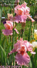 A stalk of the pink toned tall bearded iris, 'Okapi Poppy', is shown at 'Stout Gardens At Dancingtree'.