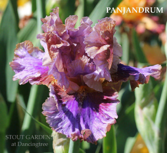 Close-up of 'Panjandrum', a tall bearded iris with several shades of purple mixed together. Photo credit 'Stout Gardens At Dancingtree'.