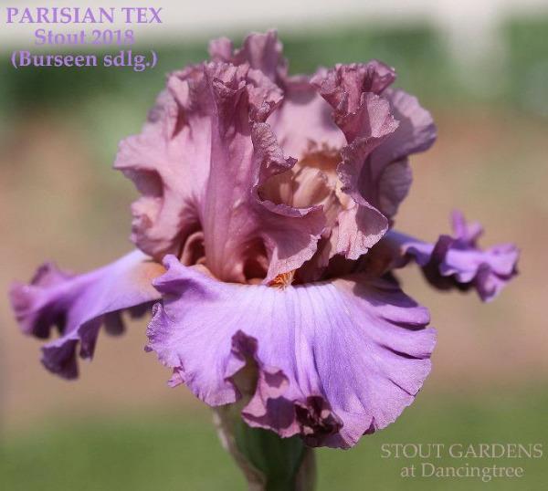 Purple and pink tall bearded iris flower named 'PARISIAN TEX' is shown at 'Stout Gardens at Dancingtree'.