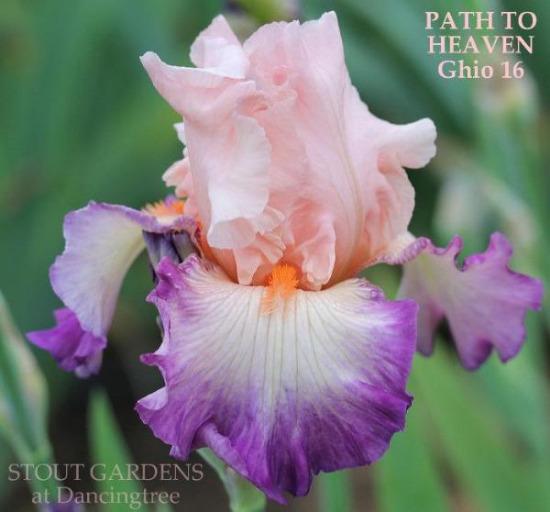 Pink and purple tall bearded iris flower called 'Path to Heaven' by Ghio, at 'Stout Gardens At Dancingtree'.