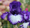 Close-up of a purple and white flower with 'Penguin Party' text and 'Stout Gardens at Dancingtree' branding.