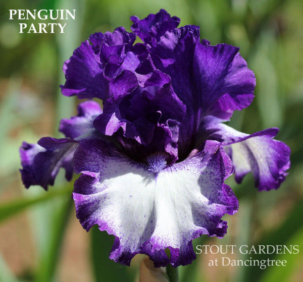 Purple and white plicata, tall bearded iris 'Penguin Party' and 'Stout Gardens at Dancingtree' text.