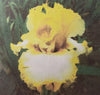 Close-up of a yellow and white tall bearded iris flower with a blurred background