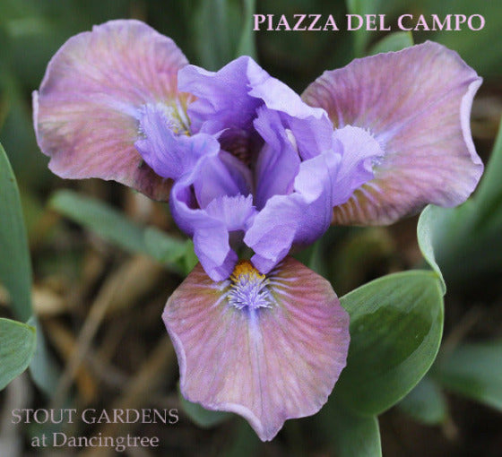 Purple and pink miniature dwarf bearded iris flower with 'PIAZZA DEL CAMPO' name and 'STOUT GARDENS at Dancingtree' location.