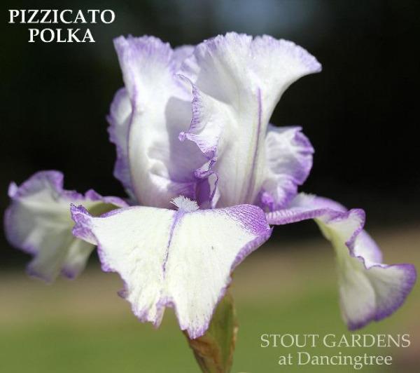 Close-up of purple and white plicata flower 'PIZZICATO POLKA', a tall bearded iris at 'STOUT GARDENS at Dancingtree'.