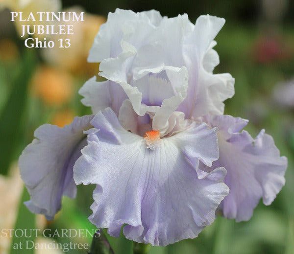 White and pale violet tall bearded iris flower named 'Platinum Jubilee' by Ghio, at 'Stout Gardens at Dancingtree'.