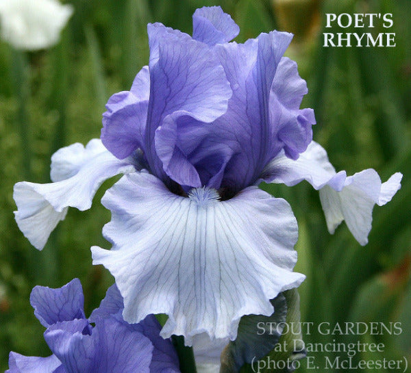 Close-up of a violet purple, reverse ameona flower called 'Poet's Rhyme'. A tall bearded iris at 'Stout Gardens At Dancingtree'.