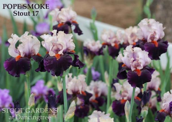 Photo of a clump of 'Pope Smoke', a tall bearded iris, that's black purple and pink flowers with orange beards in a garden setting at 'Stout Gardens At Dancingtree'.