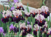 Photo of a clump of 'Pope Smoke', a tall bearded iris, that's black purple and pink flowers with orange beards in a garden setting at 'Stout Gardens At Dancingtree'.