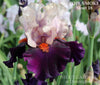 Light pink and dark purple flower 'Pope Smoke' by Stout, a tall bearded iris, is seen At 'Stout Gardens At ancingtree'.
