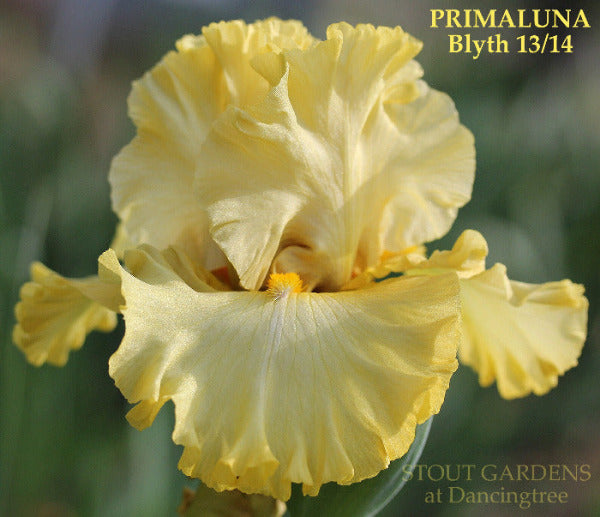 Yellow tall bearded iris flower 'Primaluna' by Blyth is seen at 'Stout Gardens at Dancingtree'.
